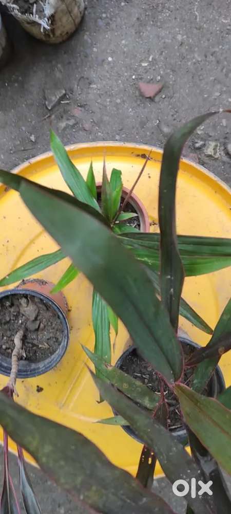 Garden plants