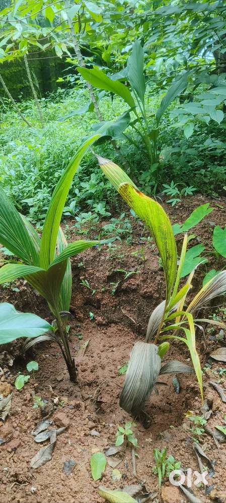 30,15,10 cent land for sale