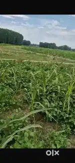 Selling 10 Marla Land @01 Lakh/Marla at Trehgam