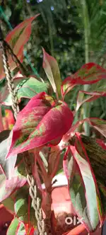 Add greenery to your home or office