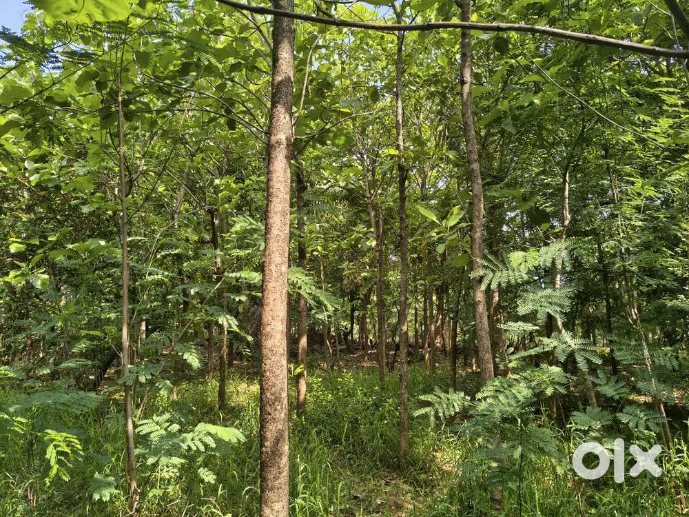Green Teak Wood Plot for Sale-34Cent Agricultural Land in kulithalai