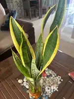 Snake Plant ( 3 years )
