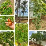 Own your Plots @ 2 lakhs down-payment,  rest @ 7500rs monthly EMI