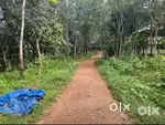 28 cent front road entrance Rubber plant