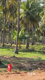 Farmland Sale in Madurai