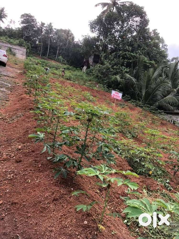 Plot for Sale in Near Vittiyam Temple Peyad