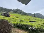 Tea Estate for sale.