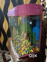 Aquarium good and raining condition