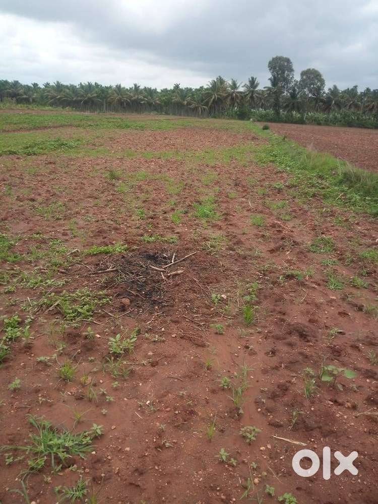 1.14 Acre Agri land sale Channagiri Diggenahalli Rd