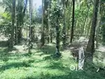 നെന്മാറ,3.5 acer പറമ്പ്, തെങ്ങ് 90,റബർ മരം:224 എണ്ണം തേക്ക് മരം:130