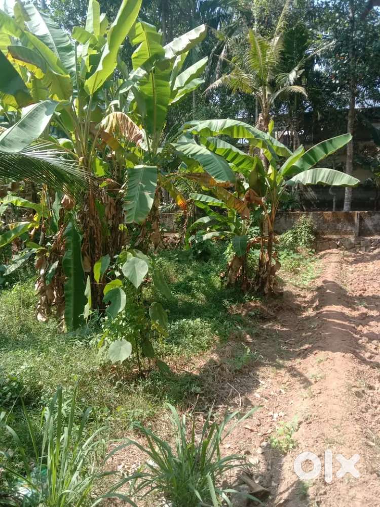 അവനഞ്ചേരിയിലെ ഒരു വസ്തു വില്പനയ്ക്ക് ഉണ്ട്