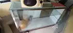 Sweets Counter roll counte snacks Counter dhosa counter burger counter