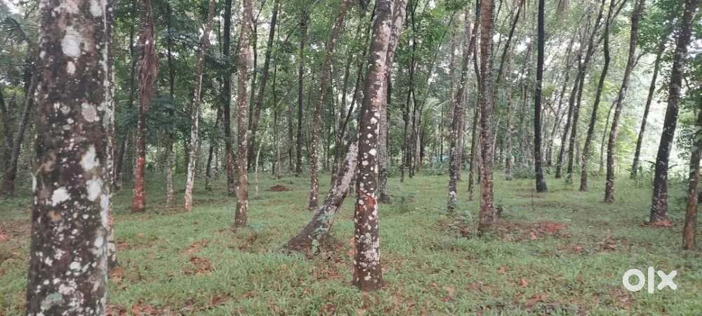 Near Naalambalam, residential plot for sale, good for construction