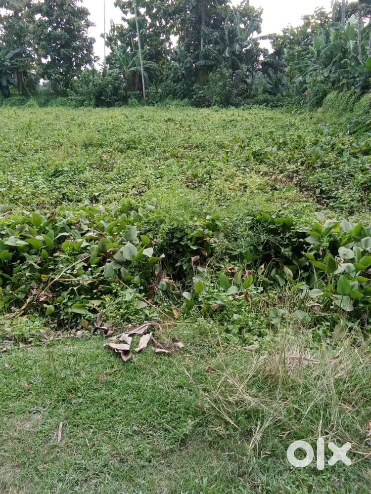 3 katha myadi land in Rangia