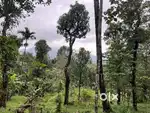 50 CENT RESORT/ VILLA PLOT FOR SALE IN MANJOORA,WAYANAD.