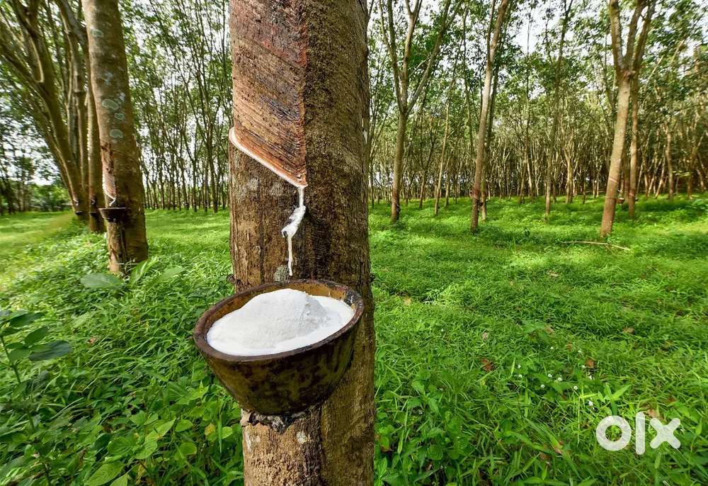 80 cent land with rubber trees for sale
