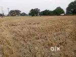 2 Acres of agriculture land for sale