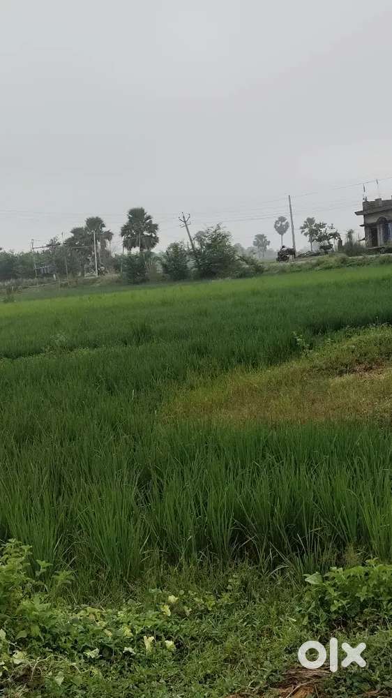 Prime 15 Kattha Commercial Plot – Bela–Panchanpur, 25ft Road