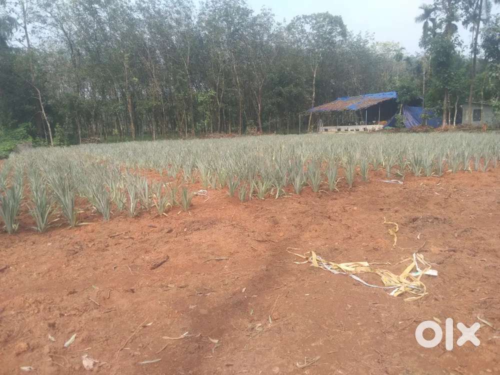 LAND FOR SALE 60 CENTS PAZHAMTHOTTAM KUNNATHUNAAD