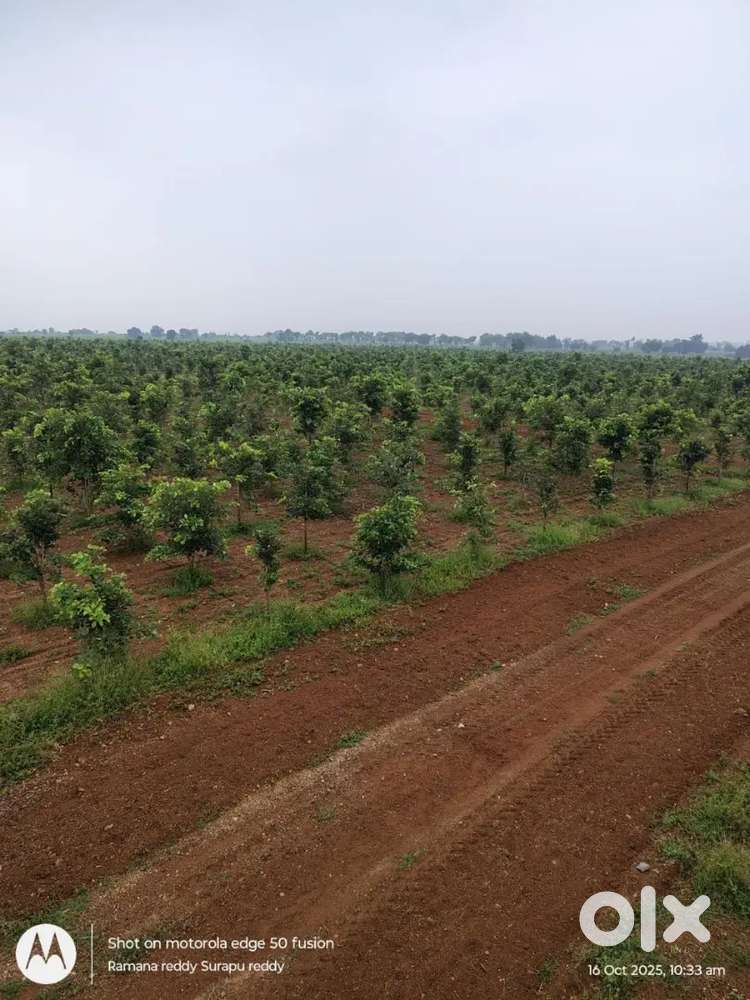 RED SANDEL FARM LANDS
