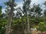 1 Acre 25 Cent land for sale at Paliyodu near PRS Nursing college