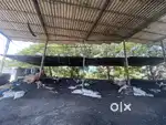 Iron MS shed for sale