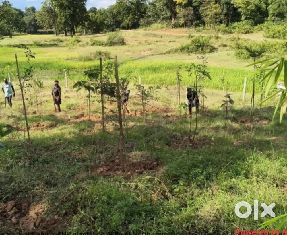 URGENT VACANCY (AGENCY PAYROLL) FOREST DEPARTMENT