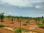 KG RED Soli