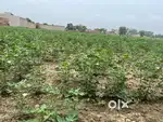 Agriculture land 5.5 acre at Village Bhangu