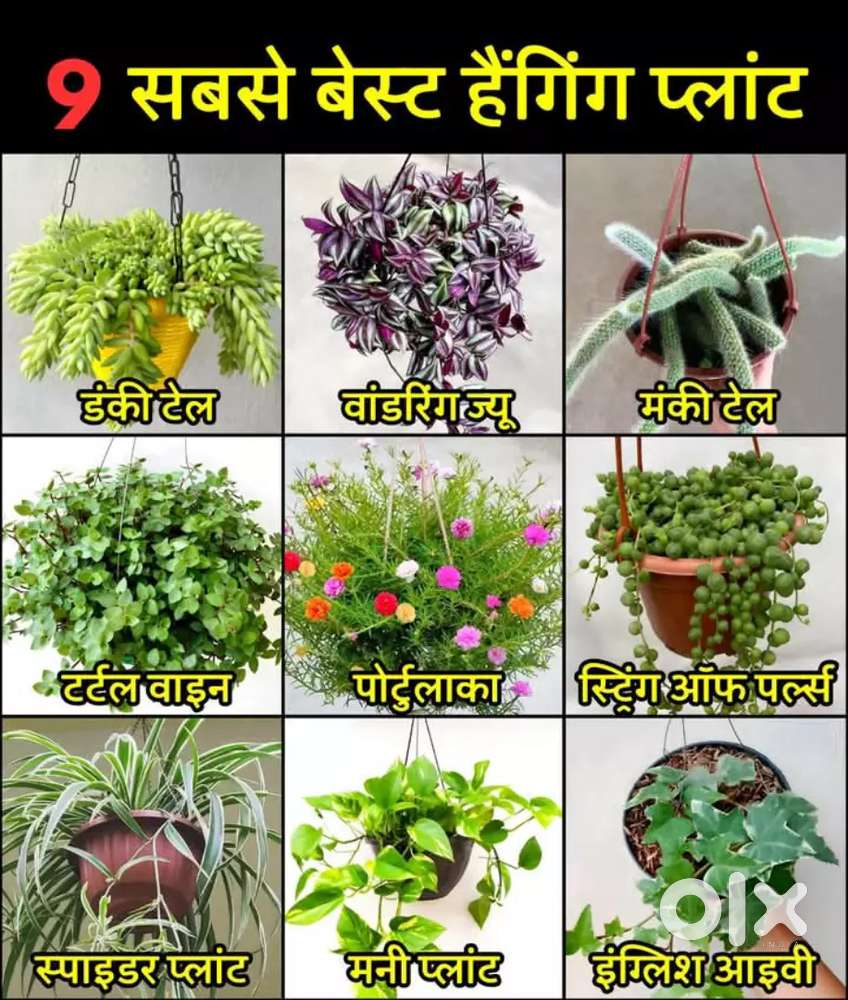 Kisi ko Banglow makaan me full time 24*7 servent ki jarurat ho to