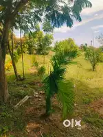 Walajabath very low budget farm land plots