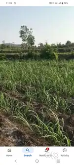 600 BIGHA BEST LOCATION LAND ONLY 11 LAKH PER BIGHA(HASTINAPUR MAWANA)