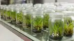 Plant Tissue Culture Lab Technician