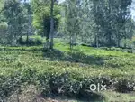Property for sale in Kotagiri (ooty) 71cent well  developed area s