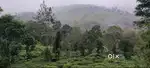 1 Acre of Land in near Medows, Vagamon