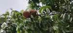 Fruit on mohghni tree