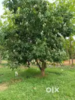 Farm land for sale