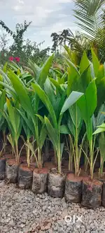 రేపటి మీ చిన్నారుల బంగారు భవిష్యత్తు కోసం my farmలో plotబుక్ చేసుకోండి
