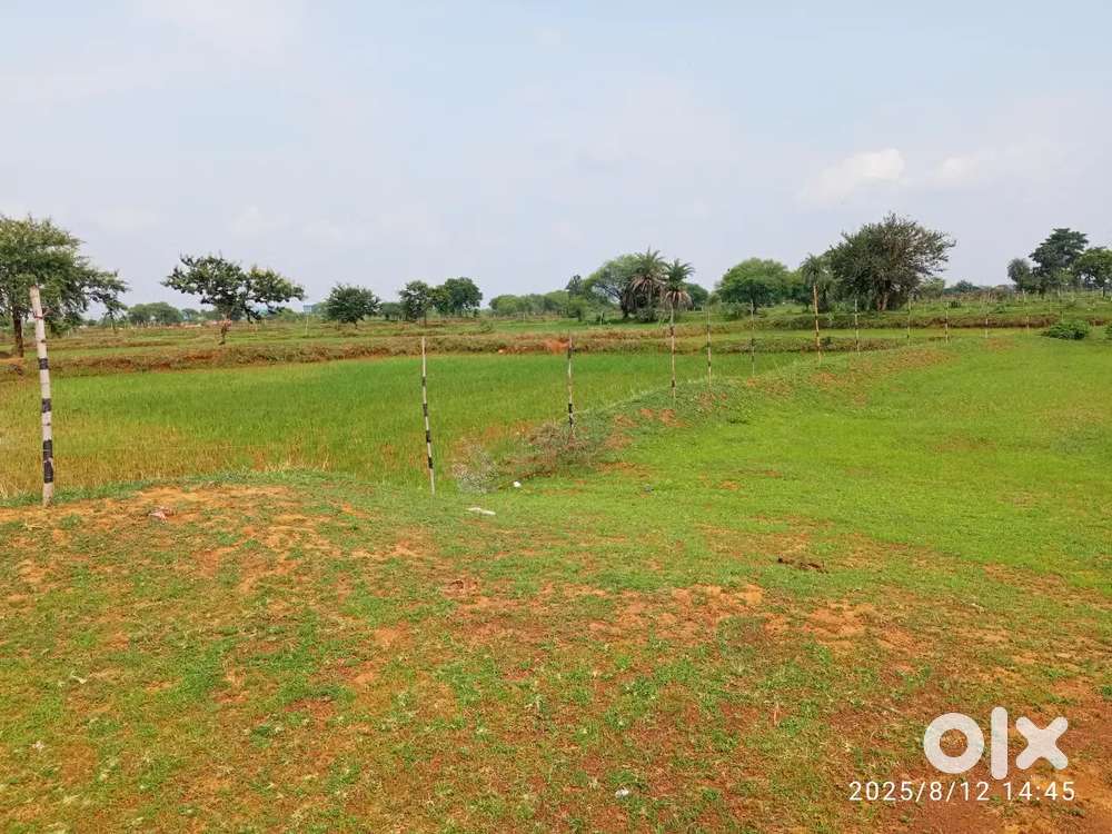 कोड़िया धमधा में खेती वाली जमीन