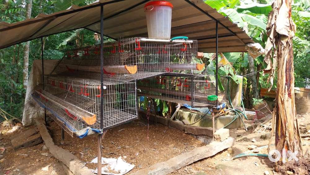 HITECH CHICKEN CAGE
