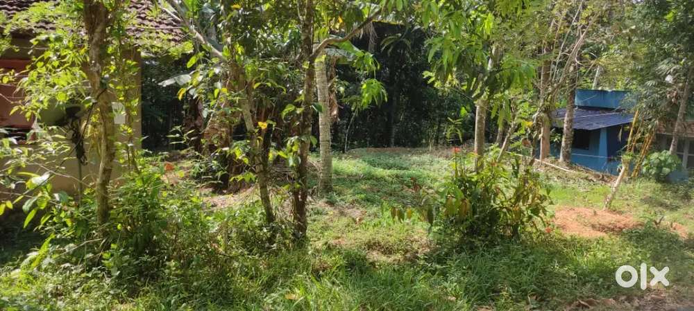 13 സെന്റ് വസ്തു വില്പനക്ക്, സെന്റിന് 110000, FOR SALE URGENT