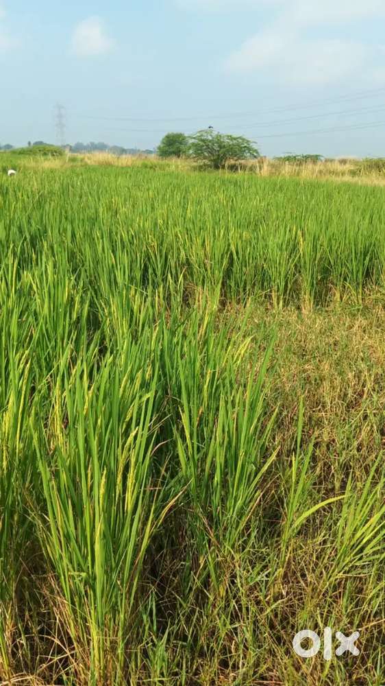 2 beeghe jameen for sale