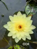 Water lily plant for saleg