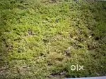 Residential plot for sale in Gottigere