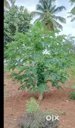 just 349/- persqft Ready for Registration 6534sqft Farmland