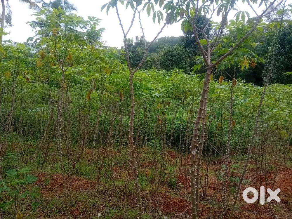 Kappa(മരച്ചീനി)