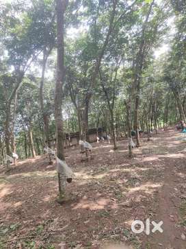22 Acre Rubber Estate for Sale at Marthiode, near Kalleth. Adoor.
