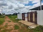 Cashew processing