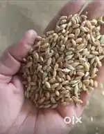 PURE ORGANIC CROP AND RICE   ( ਕਣਕ ਤੇ ਚਾਵਲ)