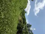 50 cent plot